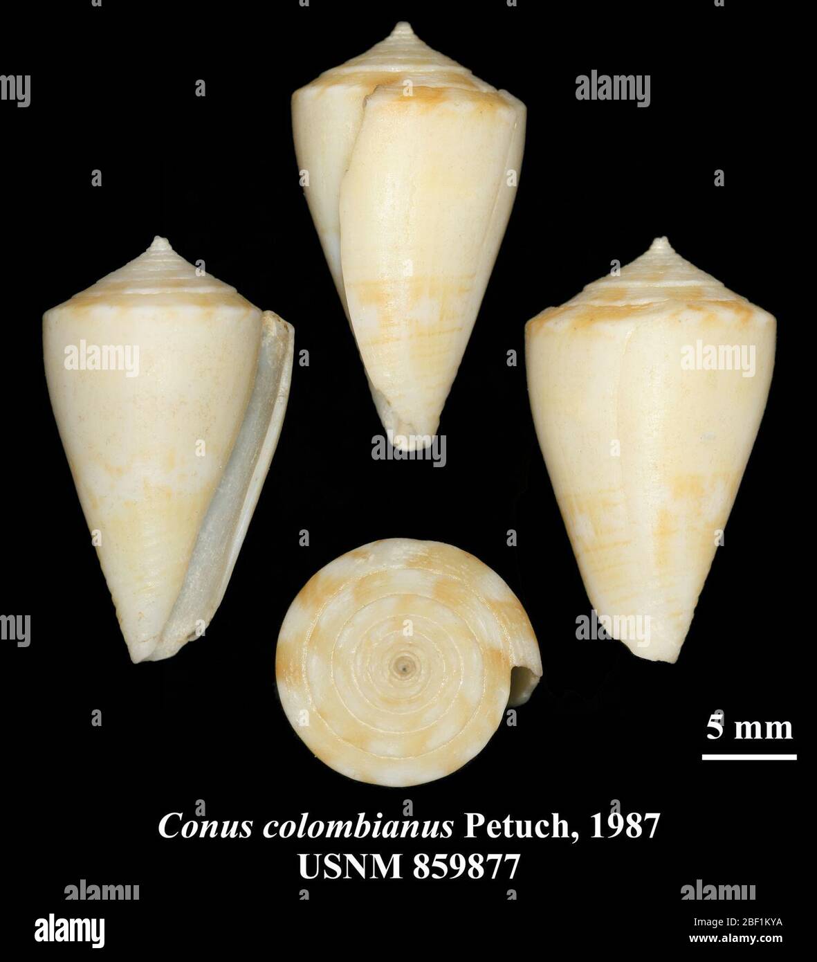 Conus colombianus. 20 Jan 20161 Stock Photo