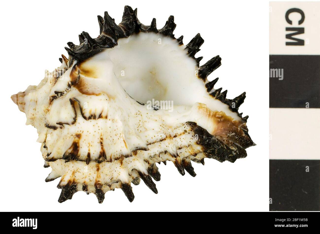 Northern radix murex hi-res stock photography and images - Alamy