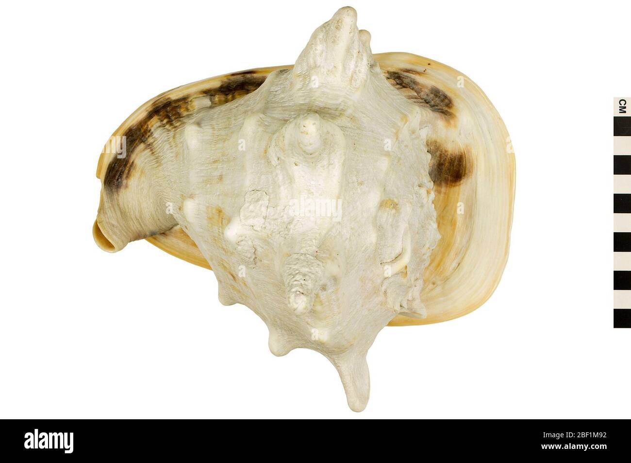 Horned helmet sea shell hires stock photography and images Alamy