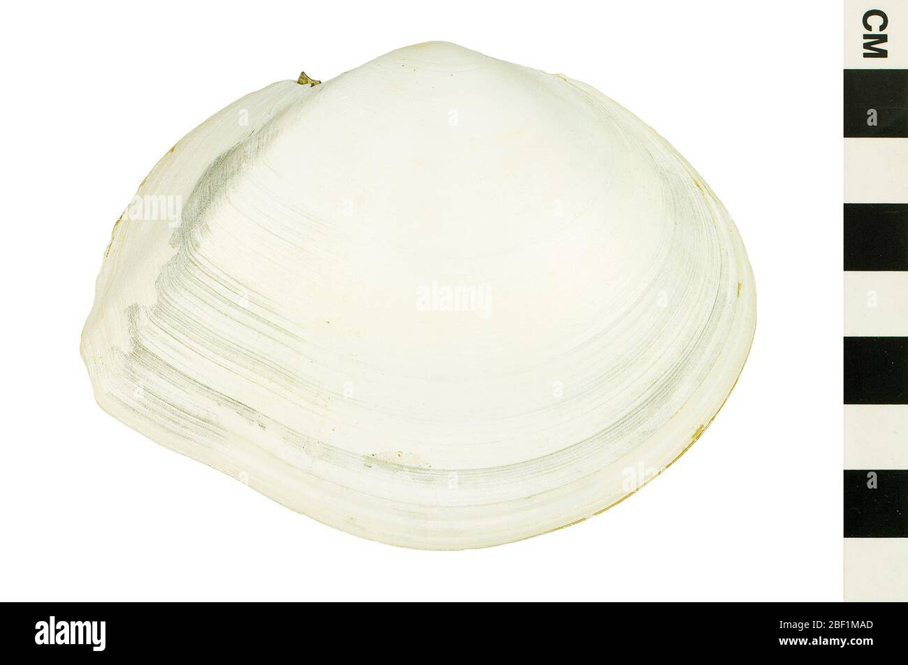 Whitesand Macoma. This object is part of the Education and Outreach collection, some of which are in the Q?rius science education center and available to see.414 Jan 2020 Stock Photo