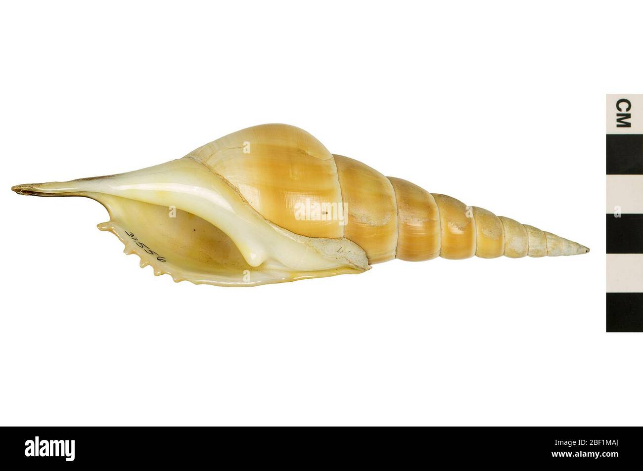 Arabian tibia hi-res stock photography and images - Alamy