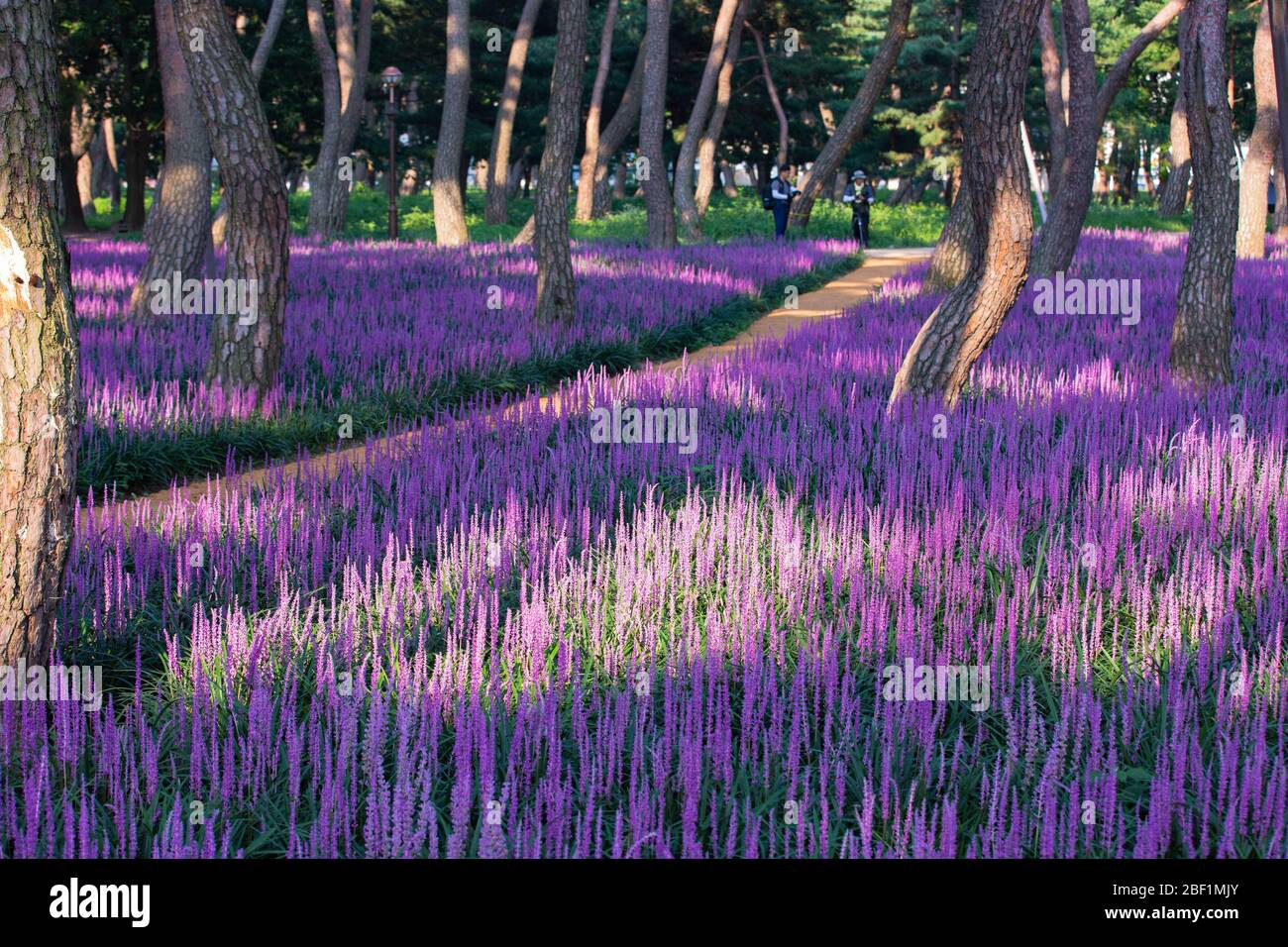 beautiful liriope flowers with pine trees in Hwangseonggongwon Park, Gyeongju-si, Korea Stock Photo