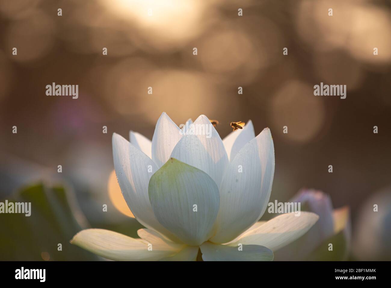 close up a white lotus flower with flying bees Stock Photo