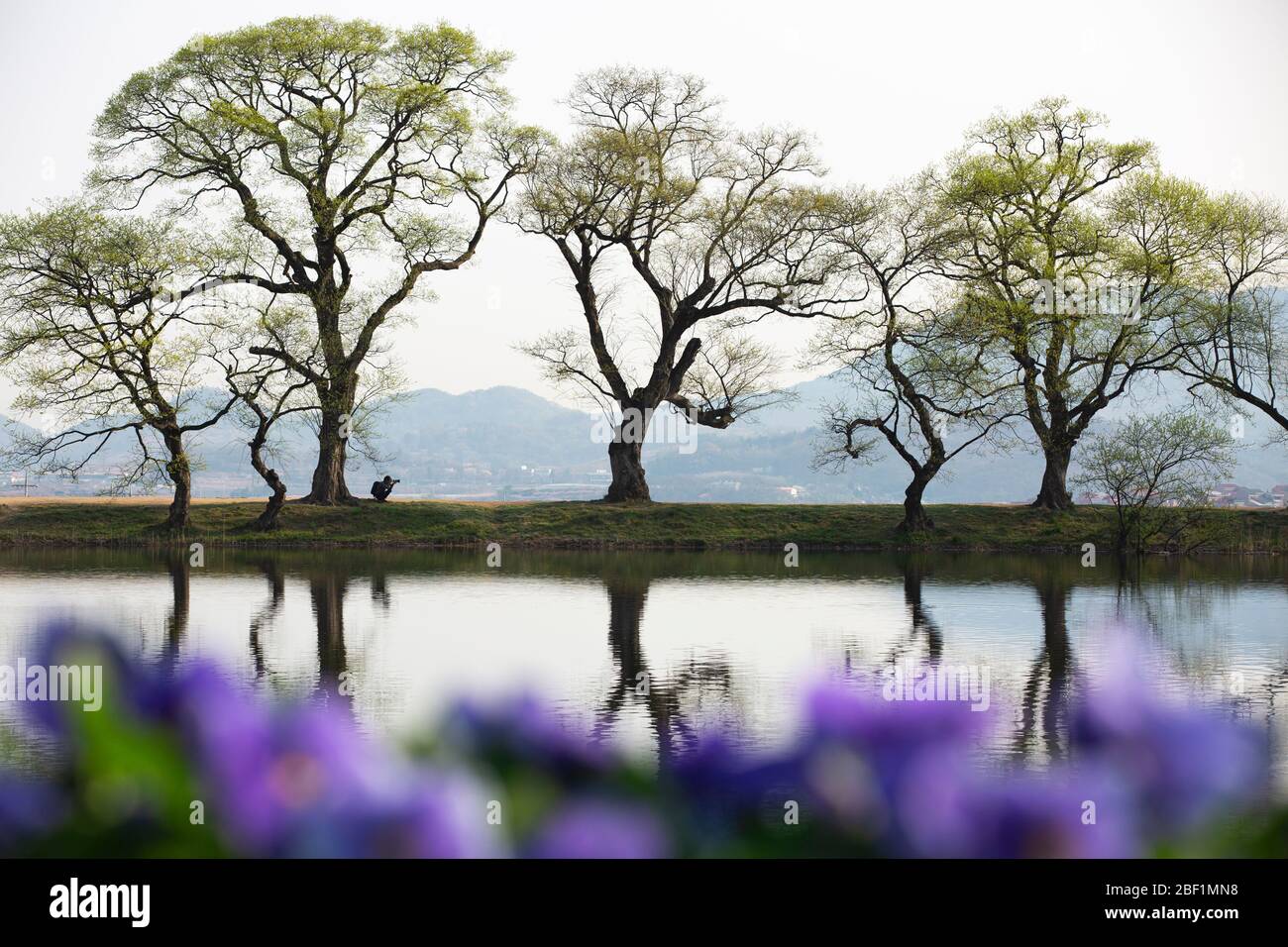 beautiful spring landscape with sprouting willow trees on the lakeside, Bangokji, Gyeongsan-si, Korea Stock Photo