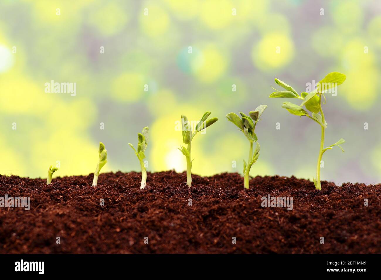 Sequence of growing a new plant Stock Photo