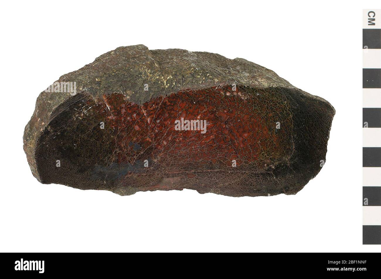 Agatized Dinosaur Bone. This object is part of the Education and Outreach collection, some of which are in the Q?rius science education center and available to see.Mesozoic - Jurassic - Upper/LateThis specimen is a polished section of a dinosaur limb bone which shows the cell structure of the agatized o Stock Photo