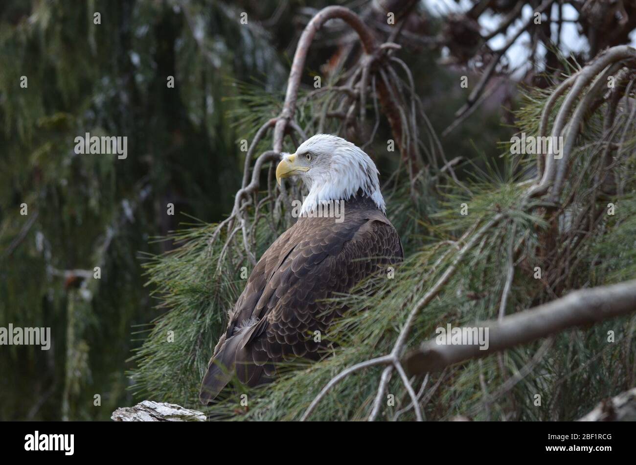 Bald Eagle. Species leucocephalus,Genus Haliaeetus,Family