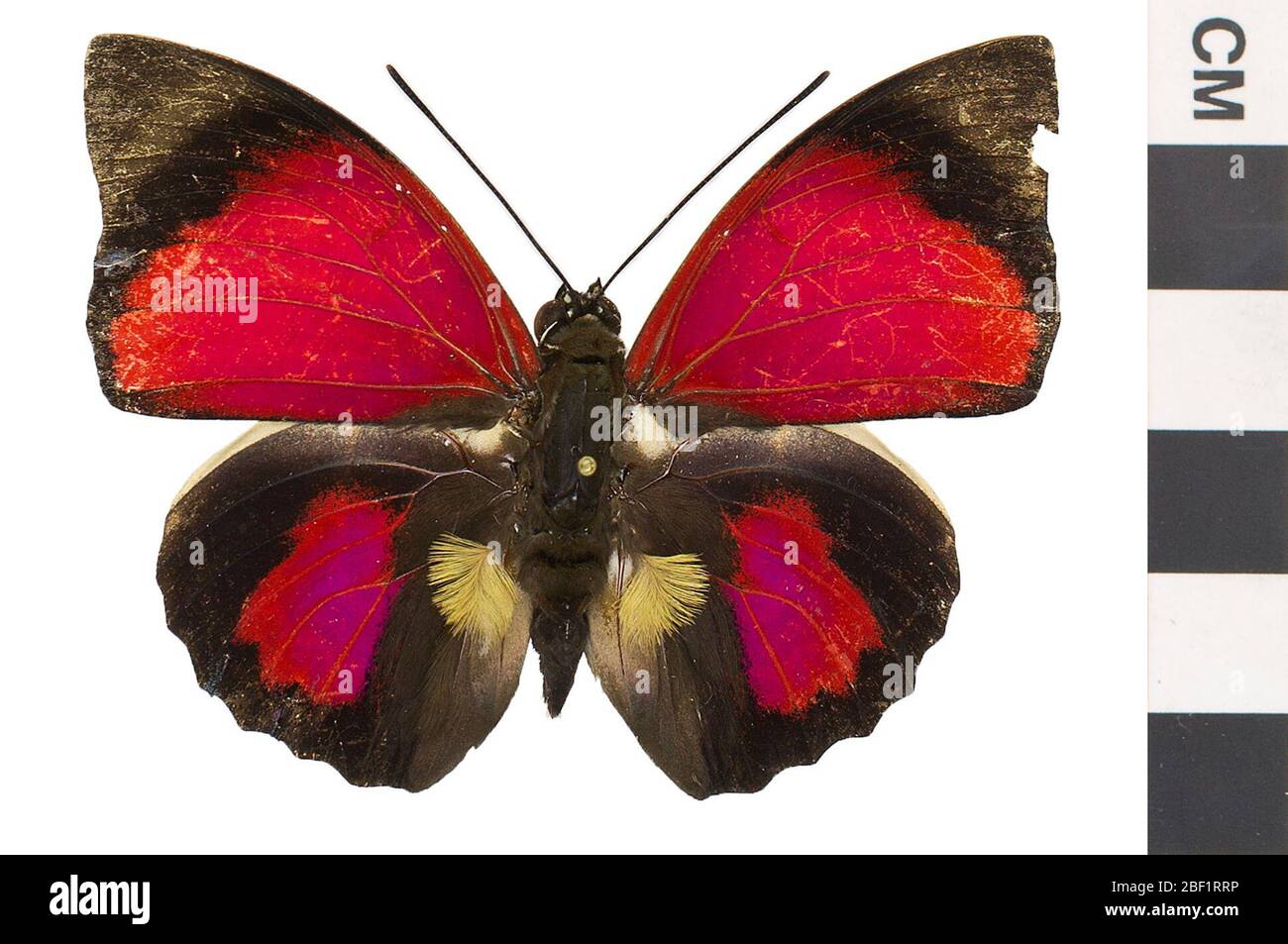 Agrias claudina hi-res stock photography and images - Alamy