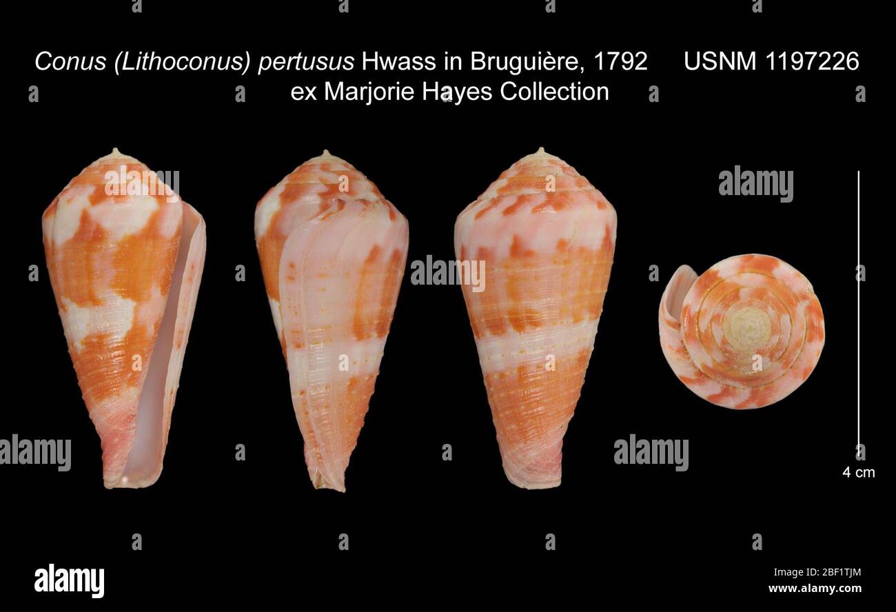 Conus Lithoconus pertusus. 30 Sep 20162 Stock Photo