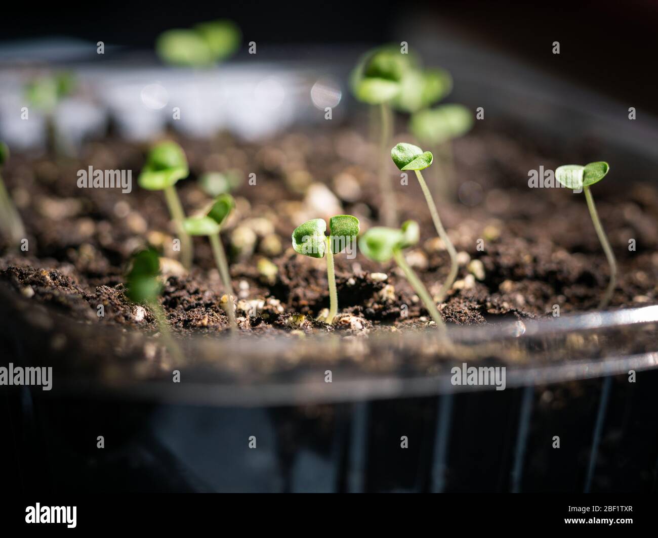 Seeds sprouting in a makeshift, in home garden. Stock Photo