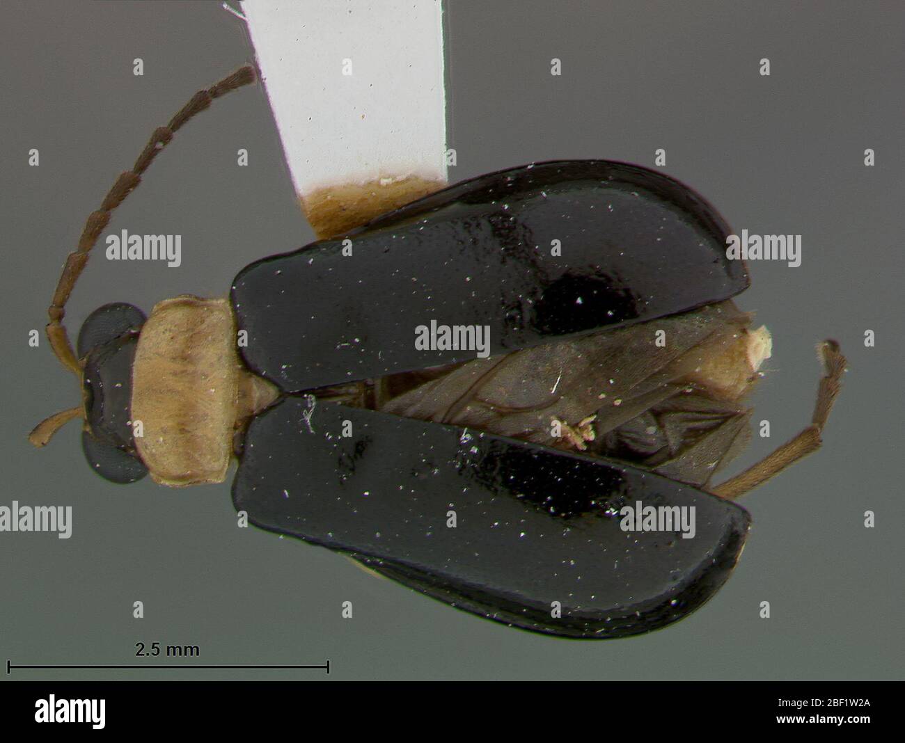 Aulacophora coralinsula. 2 Mar 20171 Stock Photo Alamy