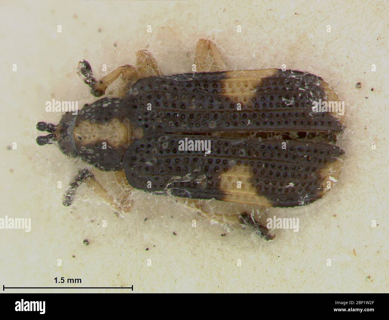 Anoplitis chacoensis. Lectotype designated by Monros & Viana2 Mar 20171 Stock Photo