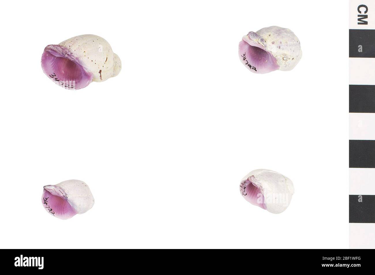 Purple Coral Shell Violet Coralshell. This object is part of the Education and Outreach collection, some of which are in the Q?rius science education center and available to see.414 Jan 2020 Stock Photo