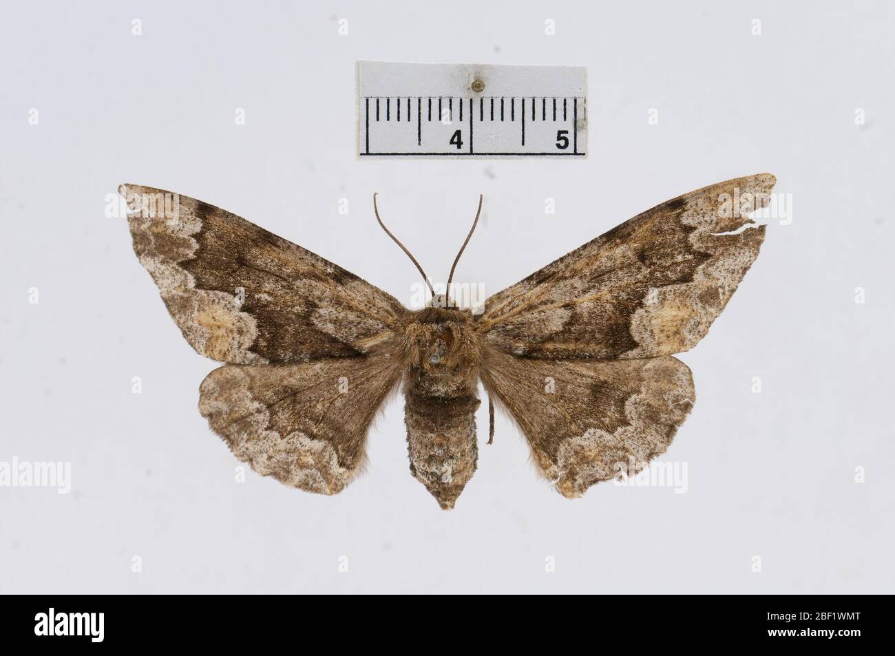 Ennomos magnaria hires stock photography and images Alamy