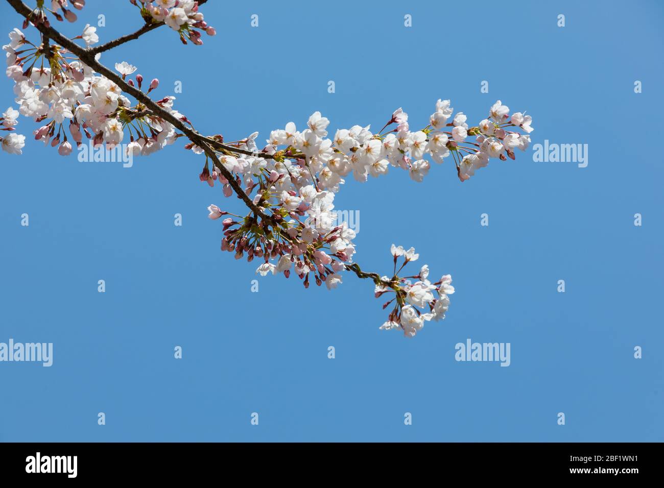 Spring flowers, white cherry closeup, blue sky background Stock Photo ...