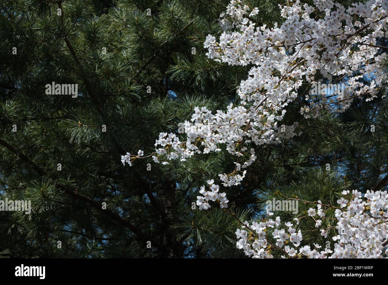 White cherry blossoms hi-res stock photography and images - Alamy