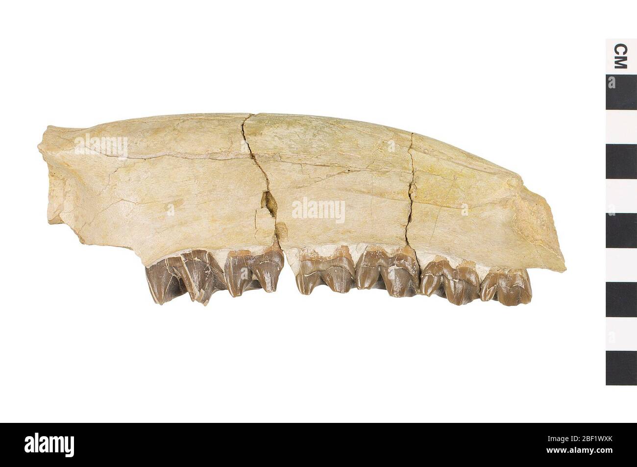 Running Rhinoceros. This object is part of the Education and Outreach collection, some of which are in the Q?rius science education center and available to see.Cenozoic - Paleogene - Oligocene114 Jan 2020Chadron-Brule Stock Photo