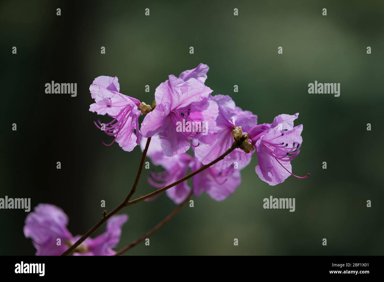 Pink rhododendron flowers closeup in spring morning Stock Photo