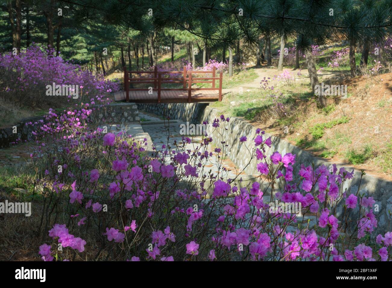 Rhododendron flowers blooming in the morning in the forest Stock Photo