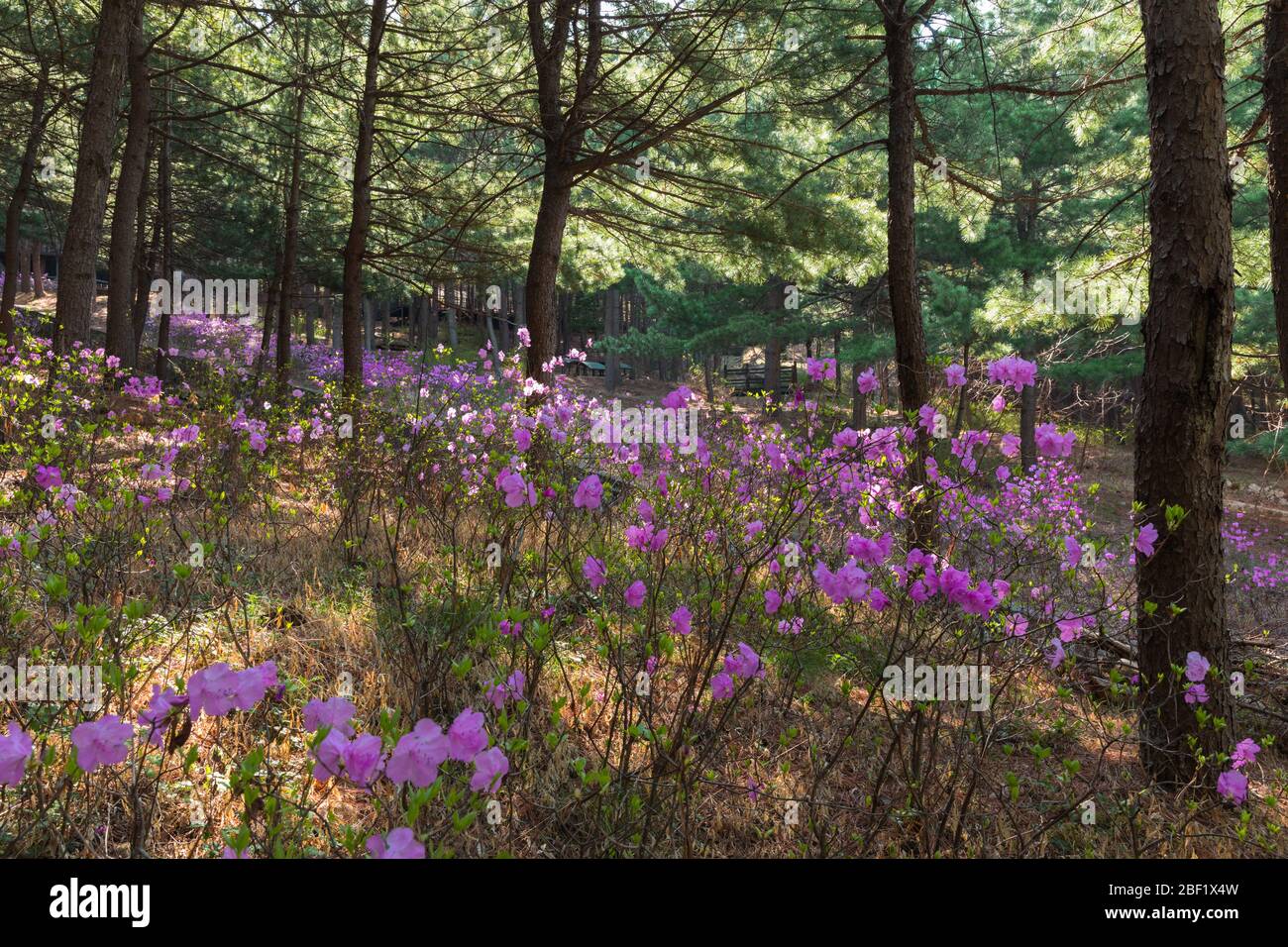 Spring is full of pink rhododendrons in the mountains and forests. Stock Photo