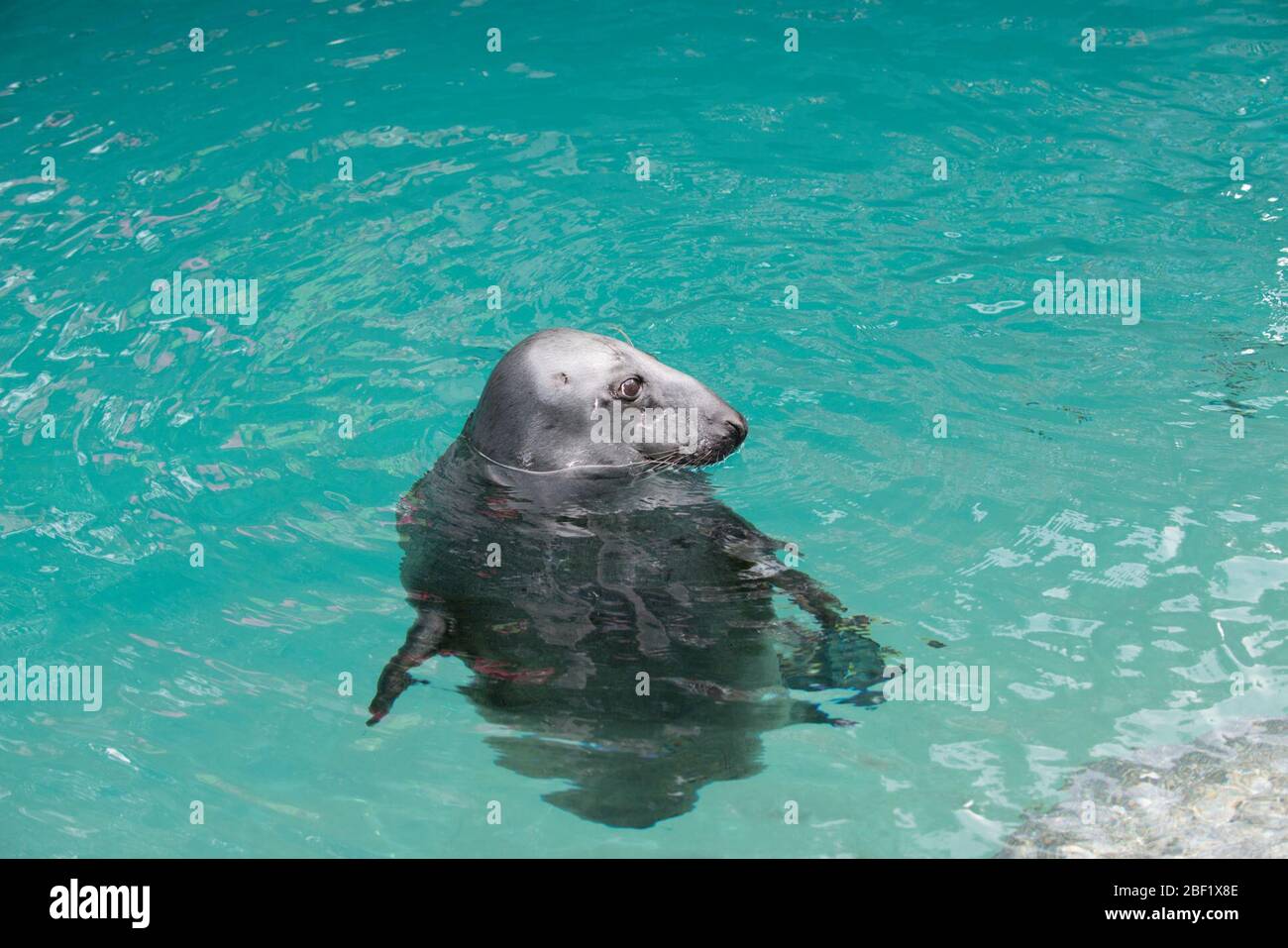 Gray Seal. American Trail,Species: grypus,Genus: Halichoerus,Family: Phocidae,Order: Carnivora,Class: Mammalia,Phylum: Chordata,Kingdom: Animalia,Kjya,Gray Seal,Seal,Pinnipede,AMT Stock Photo