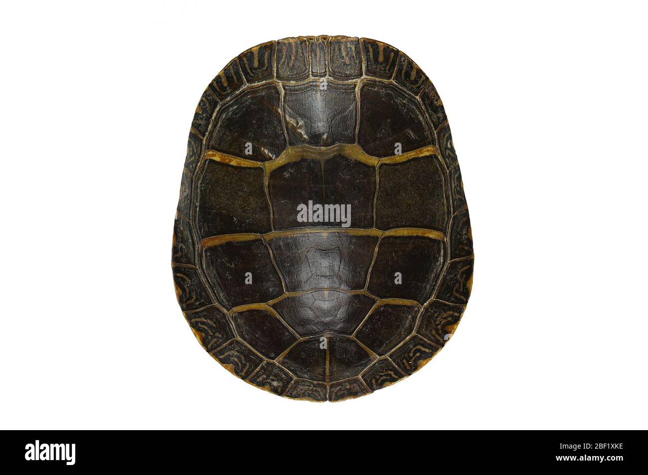 Eastern Painted Turtle. This object is part of the Education and Outreach collection, some of which are in the Q?rius science education center and available to see.114 Jan 2020 Stock Photo