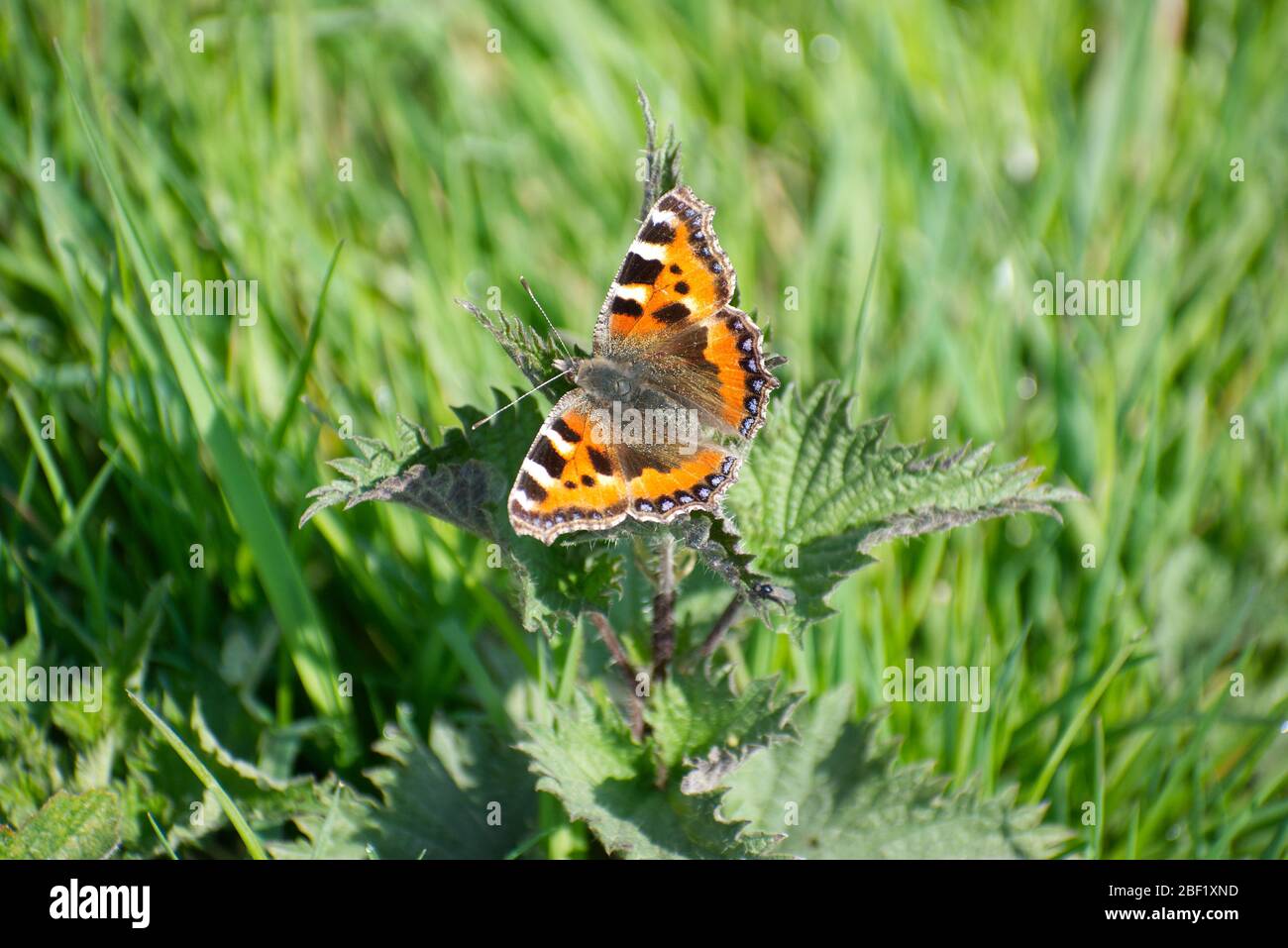 Small Tortoiseshell (Aglais urticae) butterfly sunning itself sitting on a stinging nettle (Urtica dioica) with its wings wide open. Stock Photo
