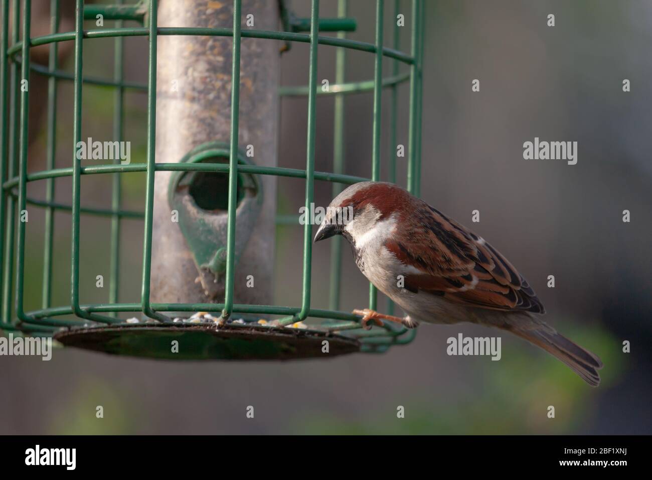 House Sparrow Passer domesticus, single male on hanging seed feeder. Spring. British Isles. Stock Photo