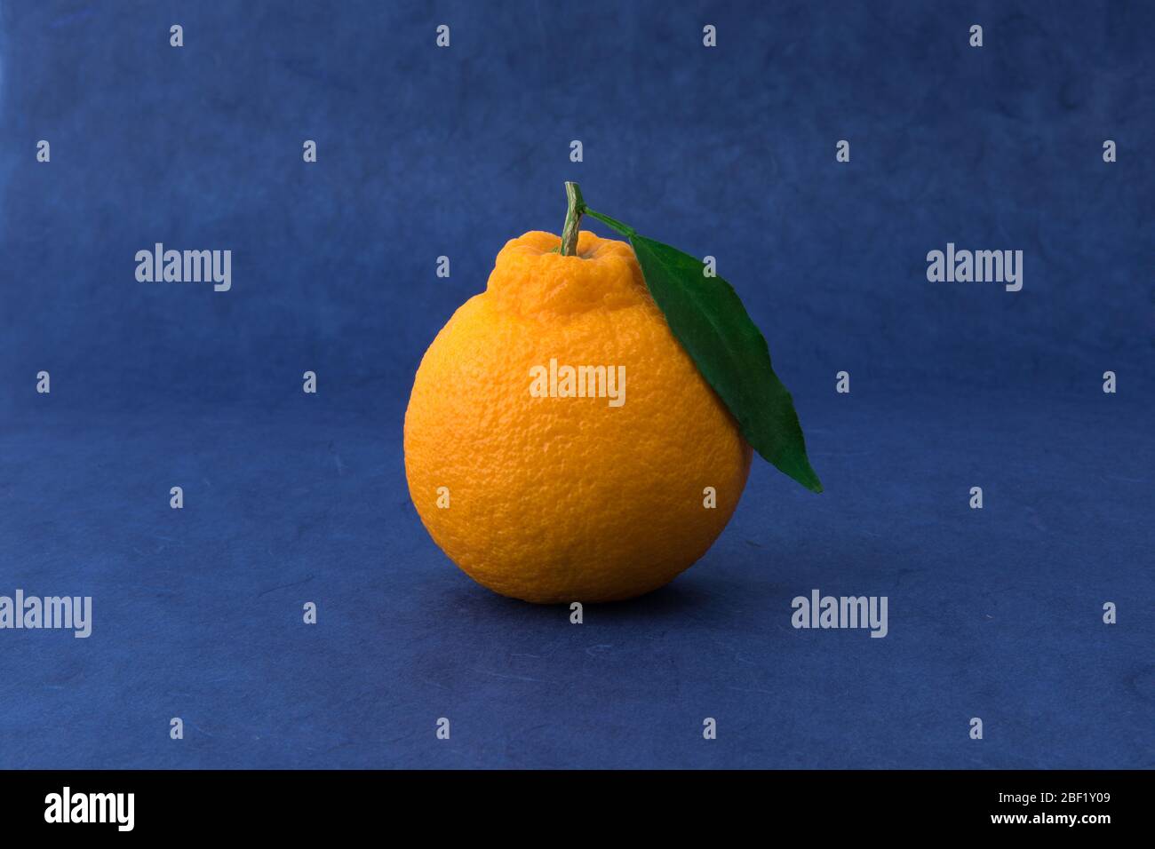 Orange Hallabong on blue background. One fruit from the front. (Korea, Jeju Island specialties) Stock Photo