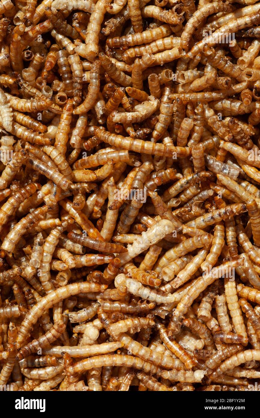 Dried mealworms for feeding wild birds. British Isles Stock Photo Alamy