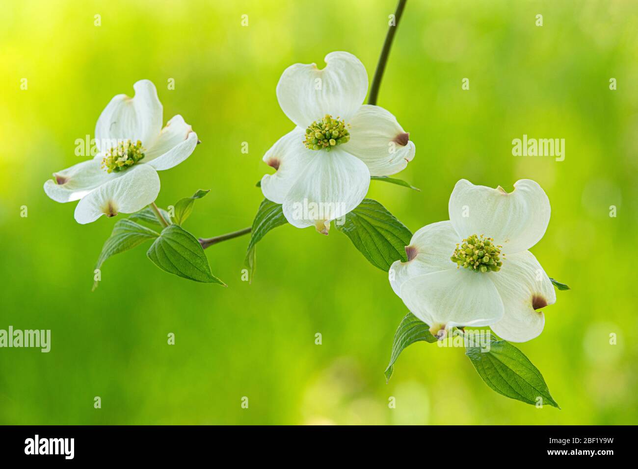 A group of white flowers with green stems photo – Free Flowers Image on  Unsplash