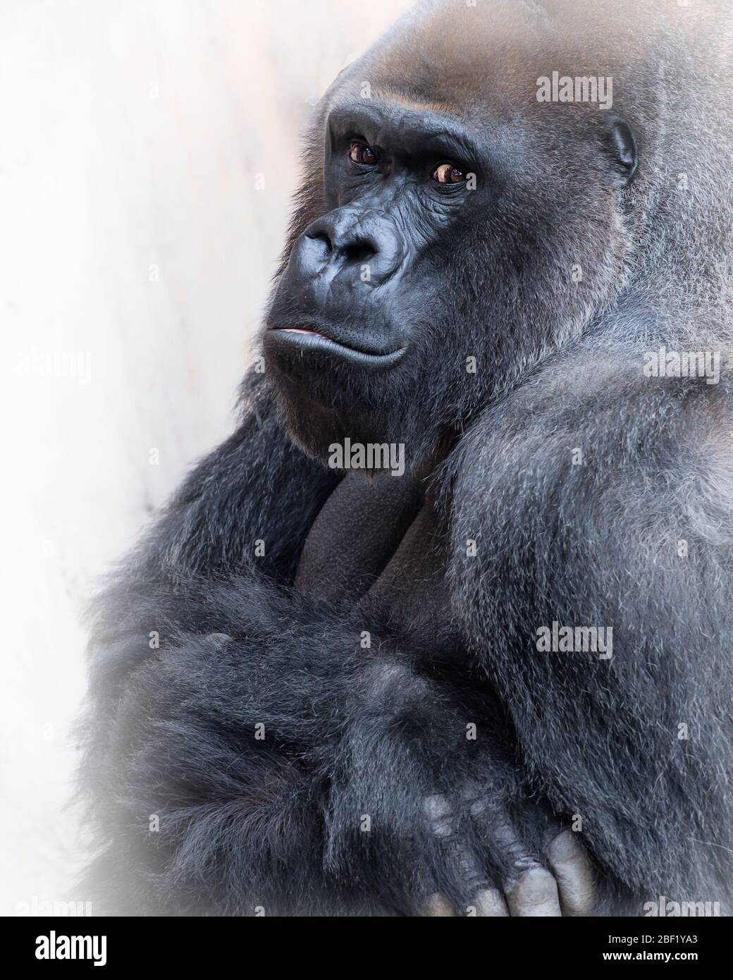 Gorilla hair hi-res stock photography and images - Alamy