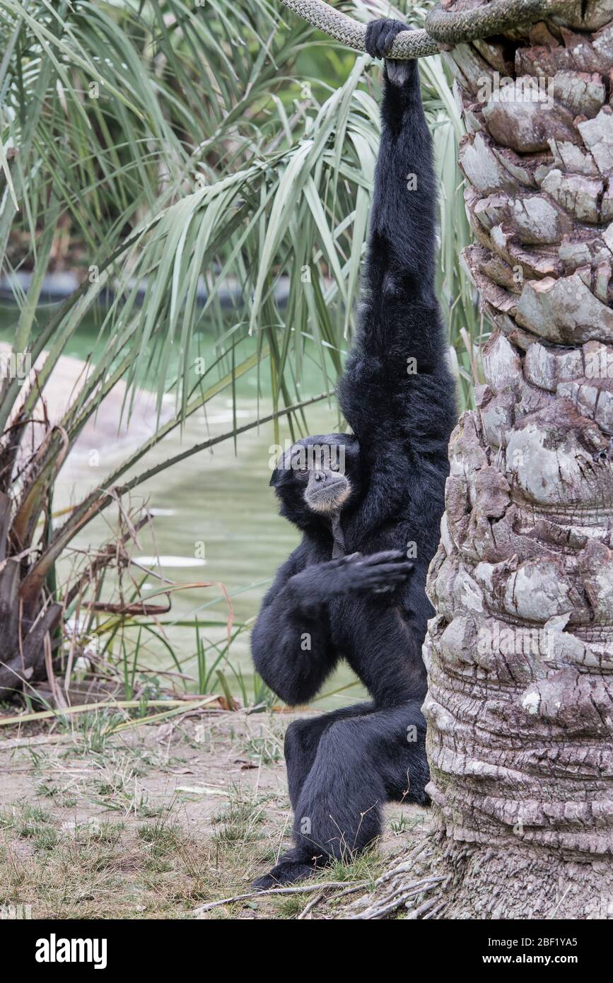 One Siamang monkey with very long arms hanging from a tree branch in Thailand. Stock Photo