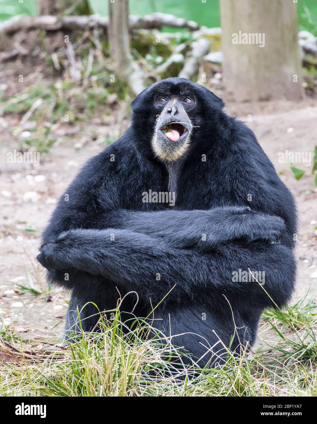 One Siamang monkey sitting with arms crossed chewing on a twig. Stock Photo