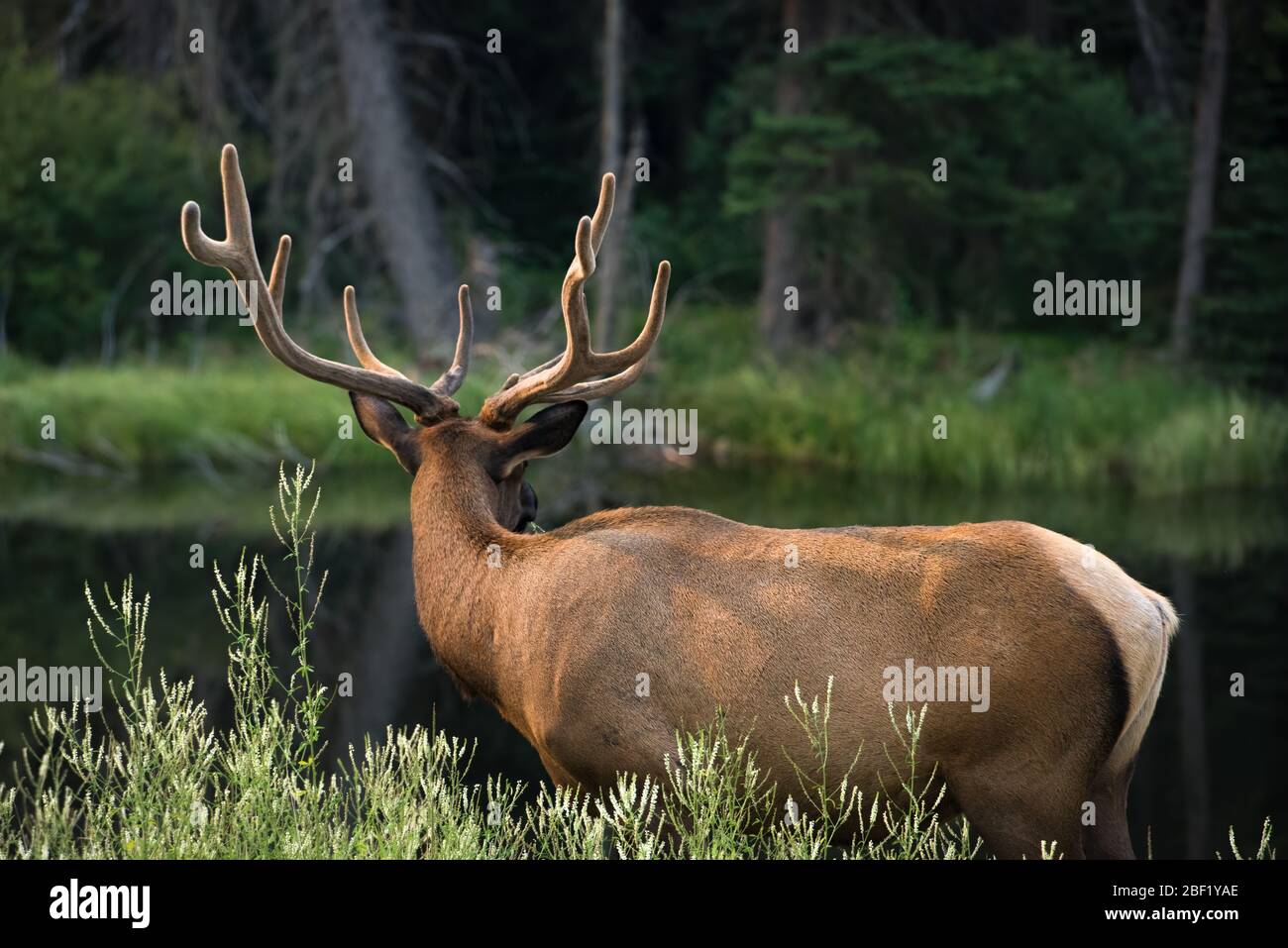 White tailed Canadian deer with large antlers. A back view as the buck stares toward  the woods. Stock Photo