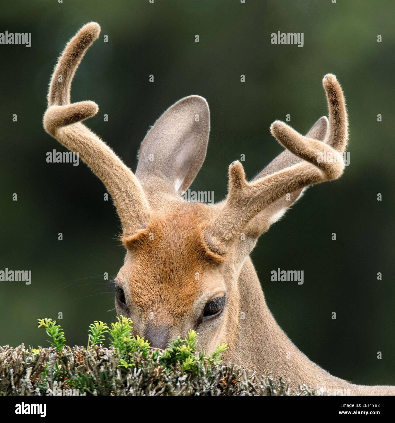 One closeup of deer head with antlers, peeking out of bushes with shyness. Stock Photo