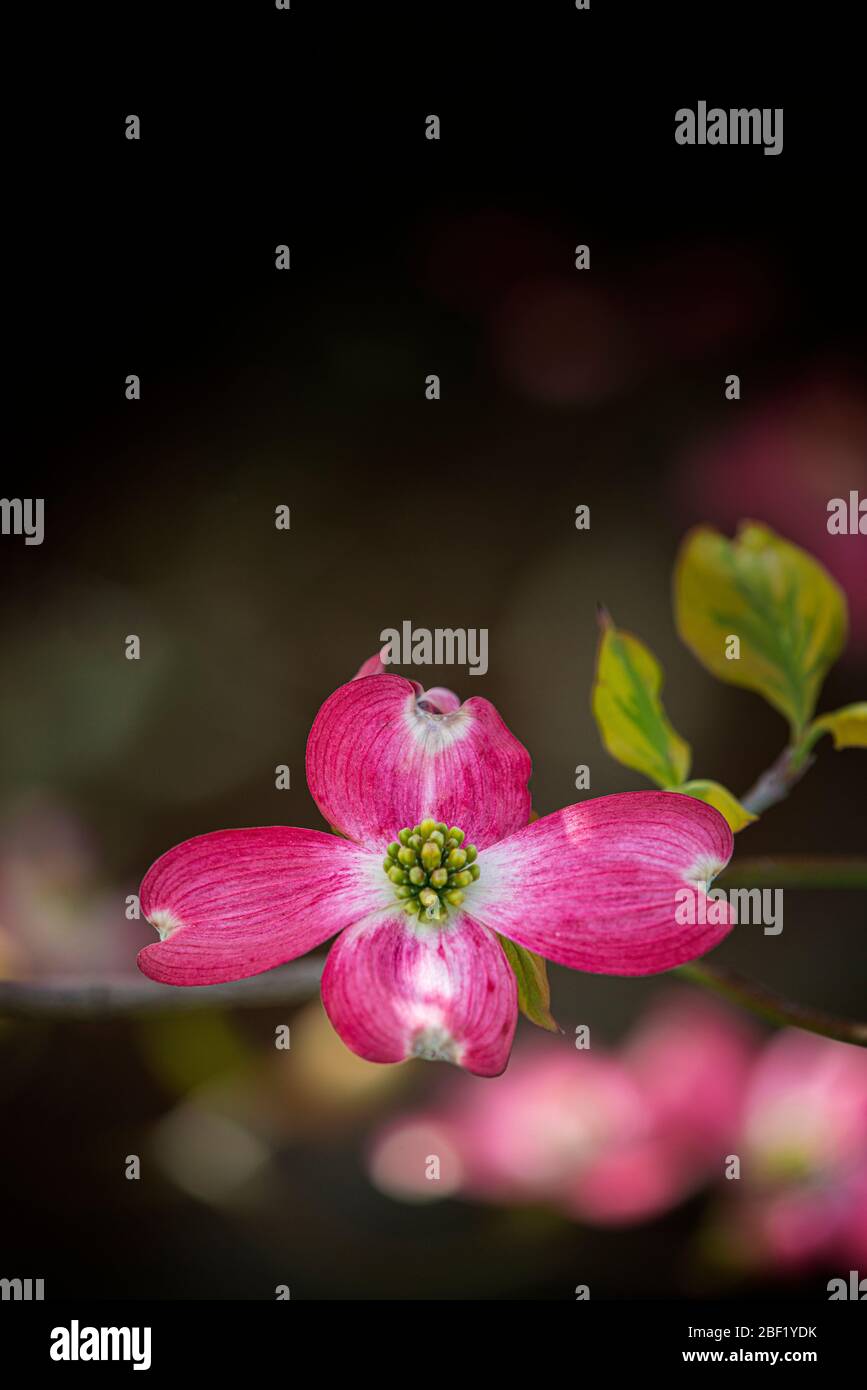 Vertical shot of a vibrant pink dogwood bloom with copy space.  Dark background is out of focus. Stock Photo