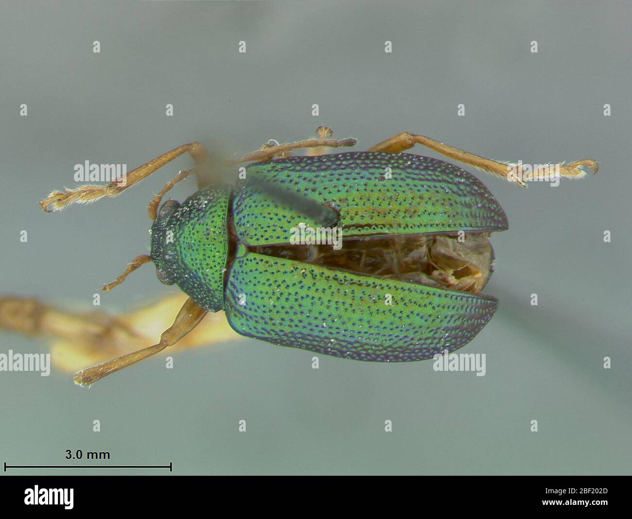 Colaspis hi-res stock photography and images - Alamy