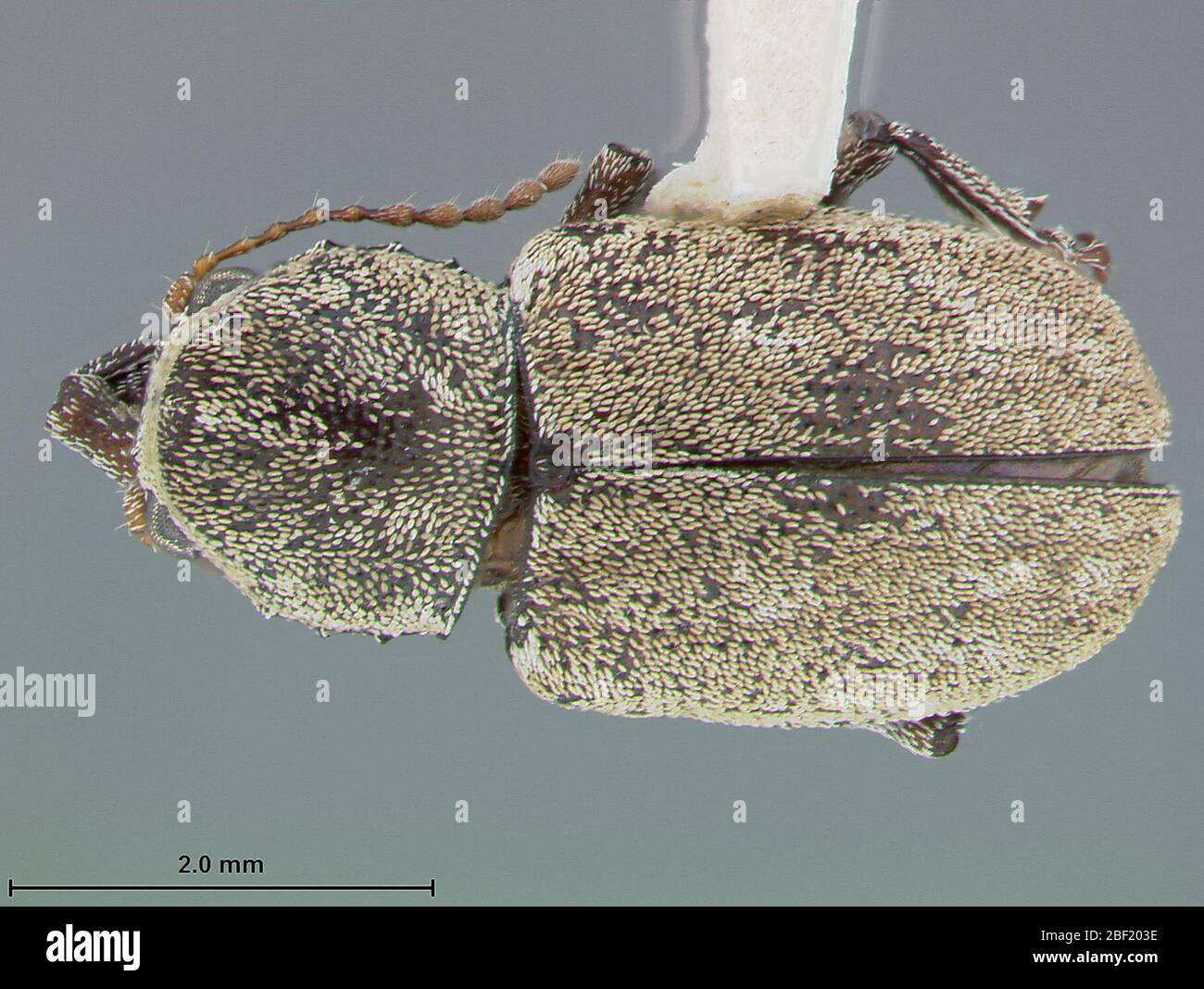 Myochrous bolivianus. Label: Mulford bio expl 1921-22.2 Mar 20171 Stock Photo