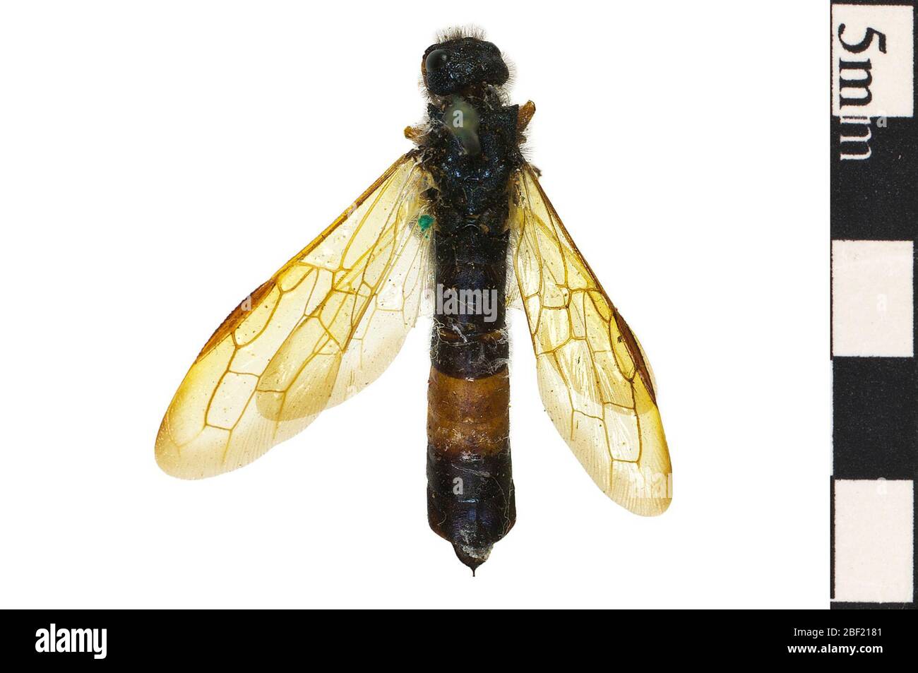 Sirex Woodwasp Horntail. This object is part of the Education and Outreach collection, some of which are in the Q?rius science education center and available to see.114 Jan 2020 Stock Photo