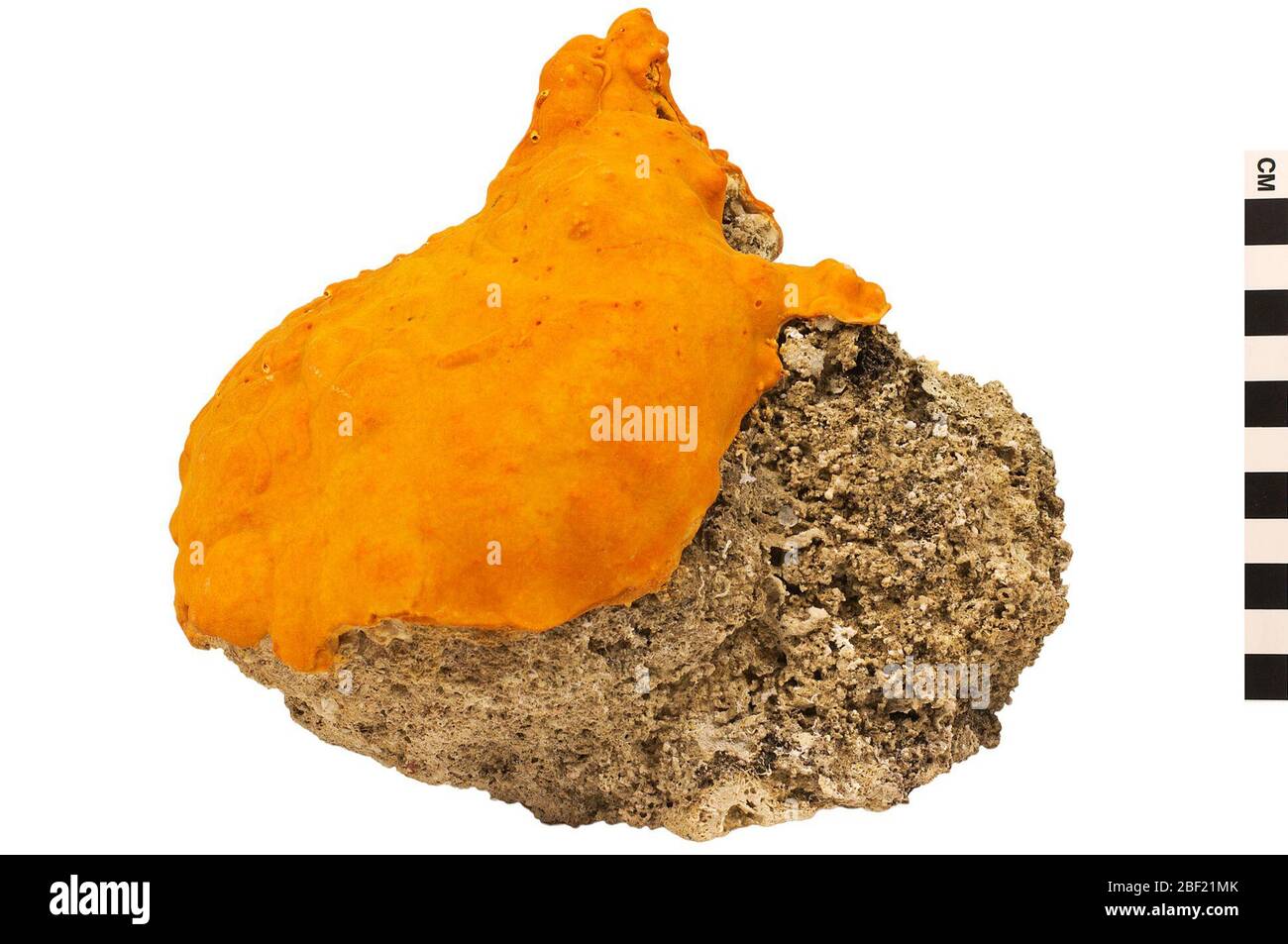 Coralline Sponge Sclerosponge. This object is part of the Education and Outreach collection, some of which are in the Q?rius science education center and available to see.114 Jan 2020 Stock Photo