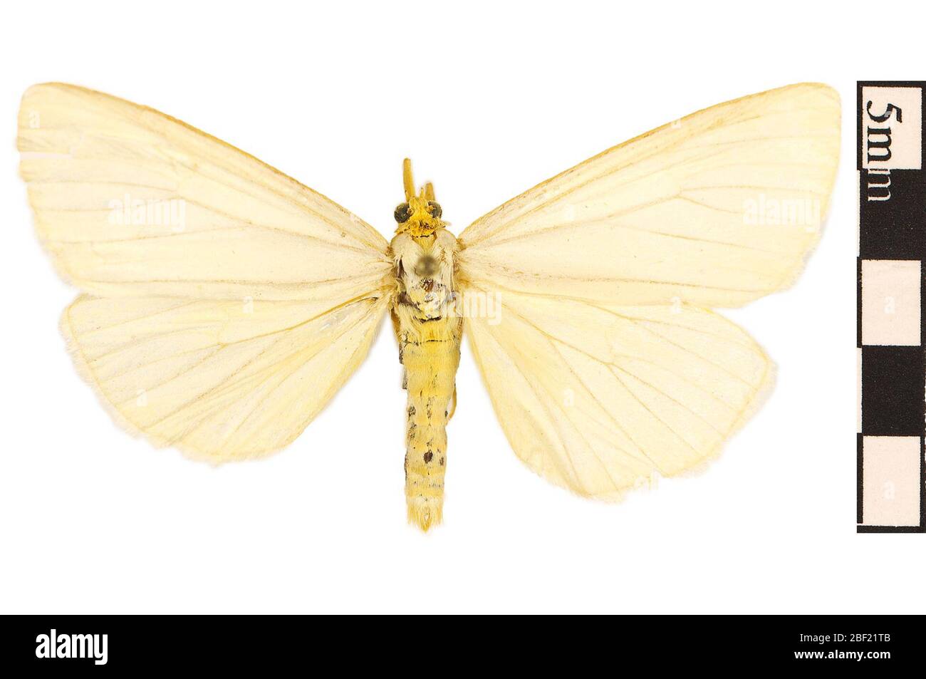 Colona Moth. This object is part of the Education and Outreach collection, some of which are in the Q?rius science education center and available to see.114 Jan 2020 Stock Photo