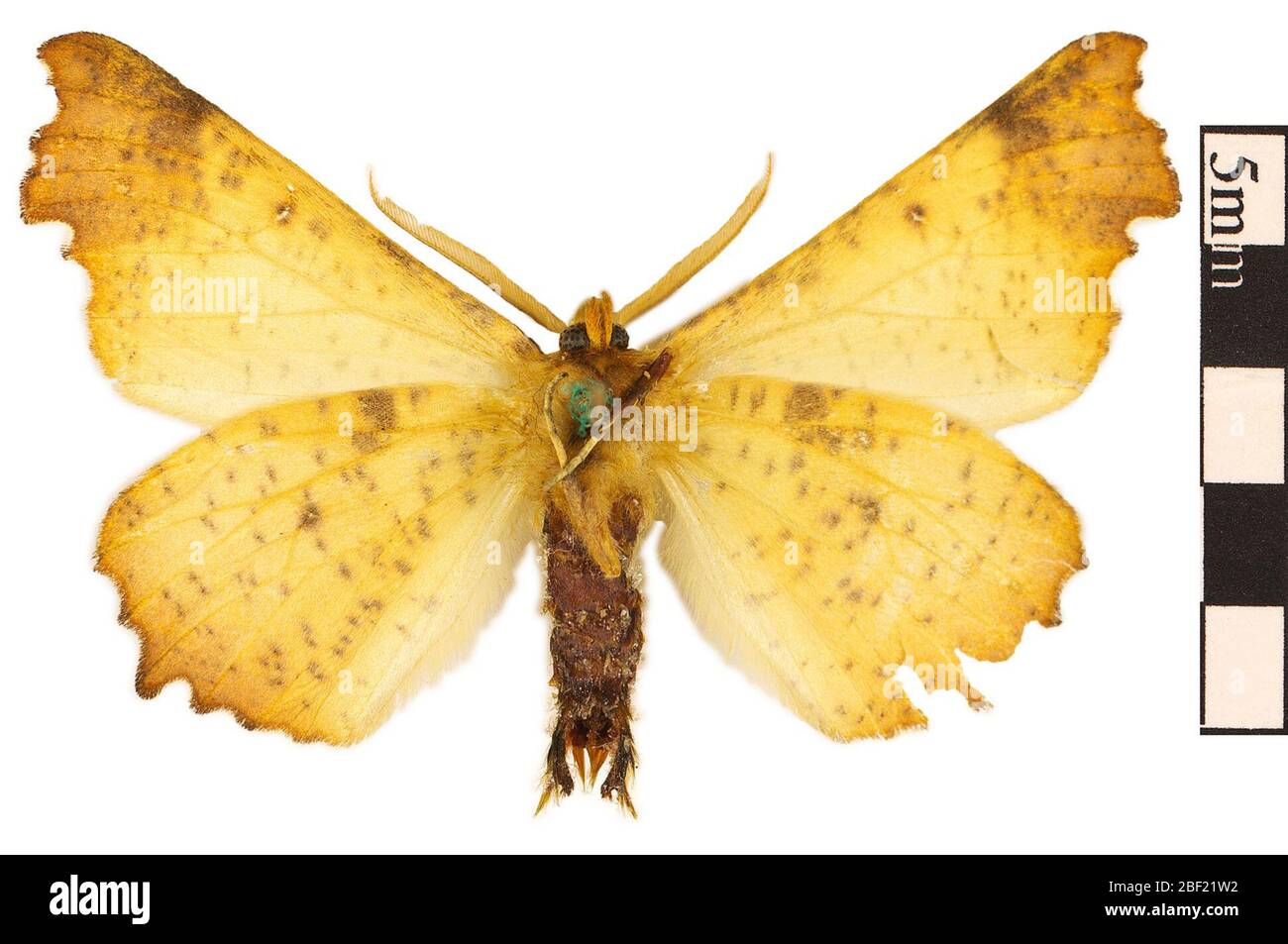 Maple Spanworm Moth Notched Wing Moth. This object is part of the Education and Outreach collection, some of which are in the Q?rius science education center and available to see.114 Jan 2020 Stock Photo