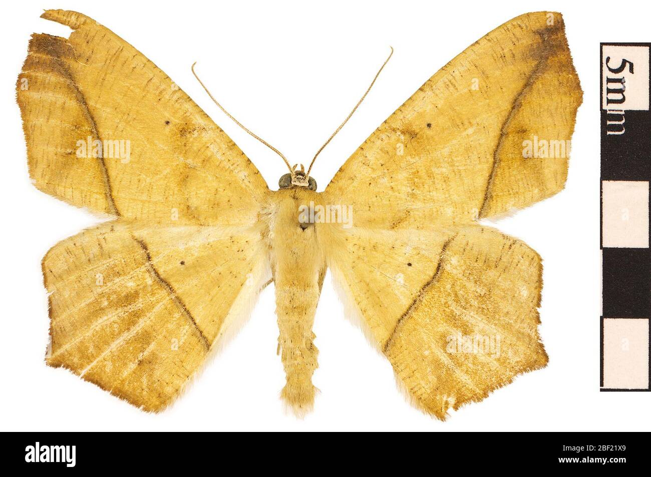 Large Maple Spanworm Moth. This object is part of the Education and Outreach collection, some of which are in the Q?rius science education center and available to see.114 Jan 2020 Stock Photo