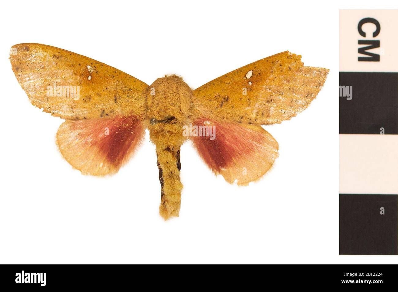 Locust Moth Honey locust moth hi-res stock photography and images - Alamy