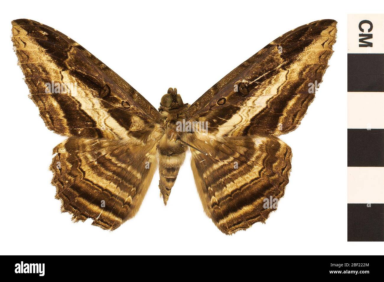 Owl Moth. This object is part of the Education and Outreach collection, some of which are in the Q?rius science education center and available to see.114 Jan 2020 Stock Photo