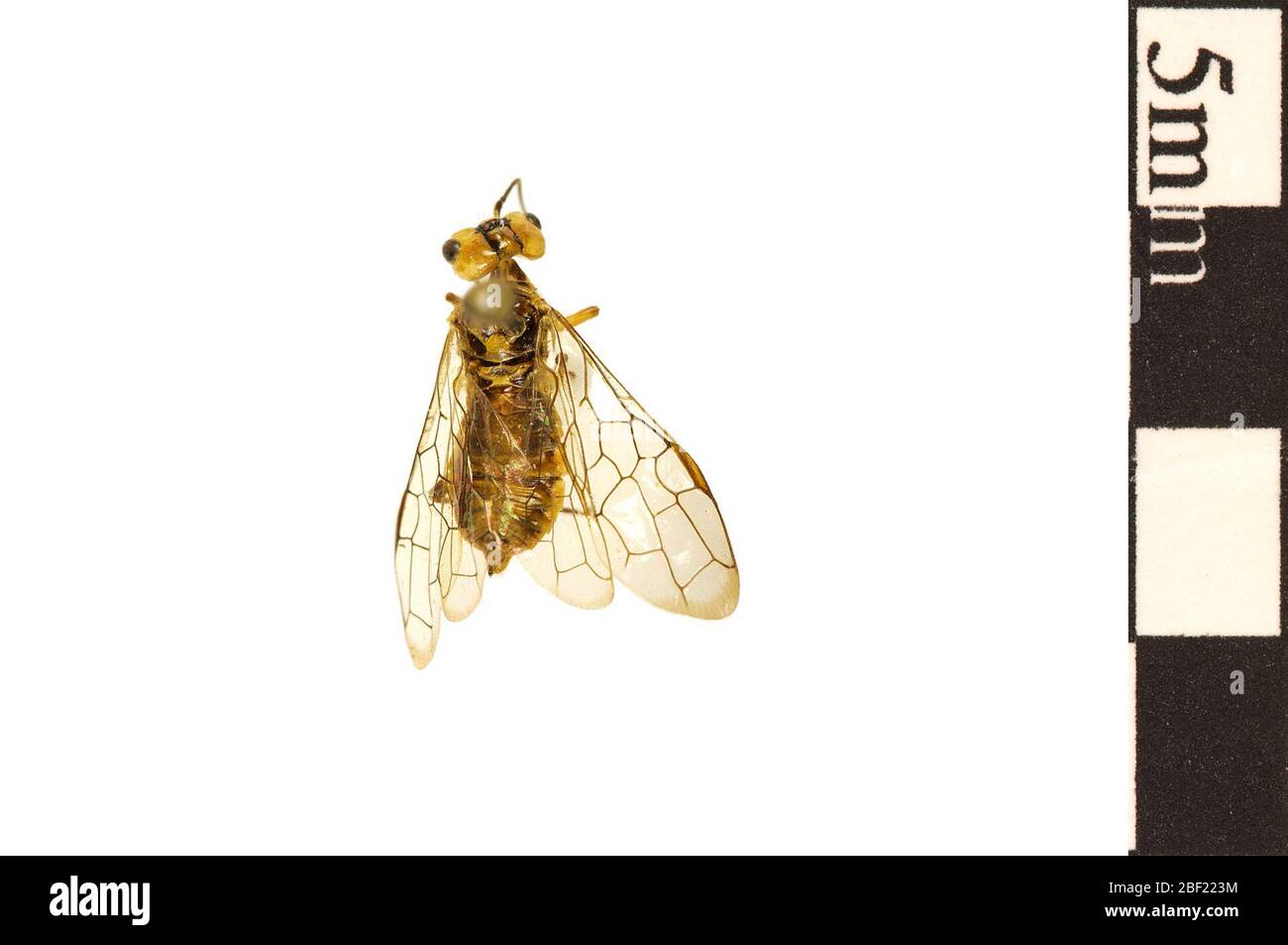 Leafrolling Sawfly Webspinning Sawfly. This object is part of the Education and Outreach collection, some of which are in the Q?rius science education center and available to see.114 Jan 2020 Stock Photo