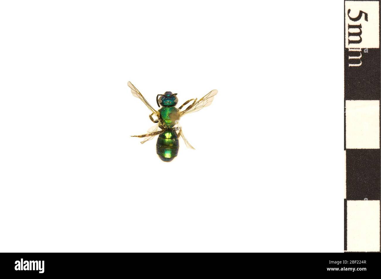 Sweat Bee. This object is part of the Education and Outreach collection, some of which are in the Q?rius science education center and available to see.114 Jan 2020 Stock Photo