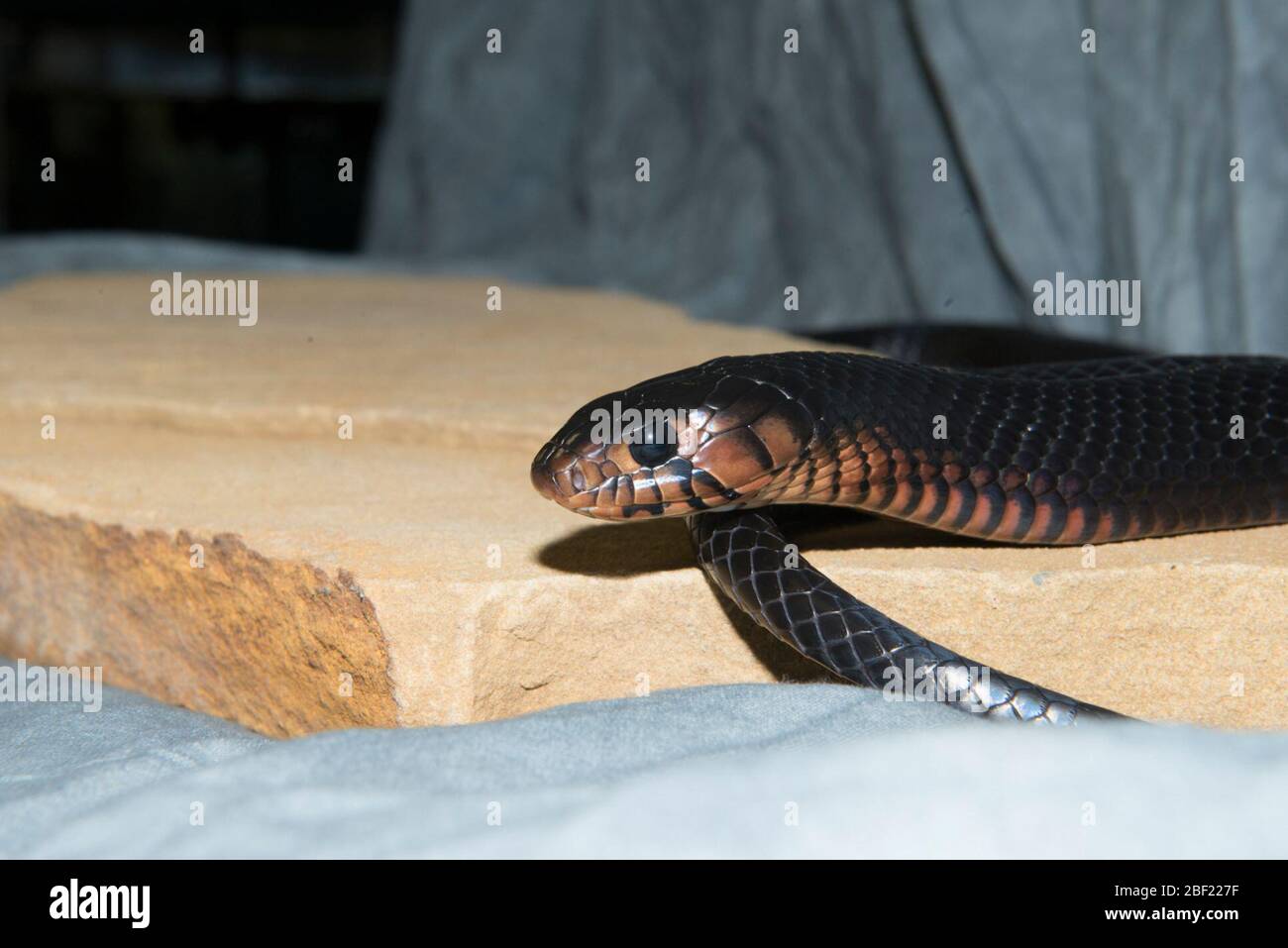 Indigo Snake. Species: Couperi,Genus: Drymarchon,Family: Colubridae ...