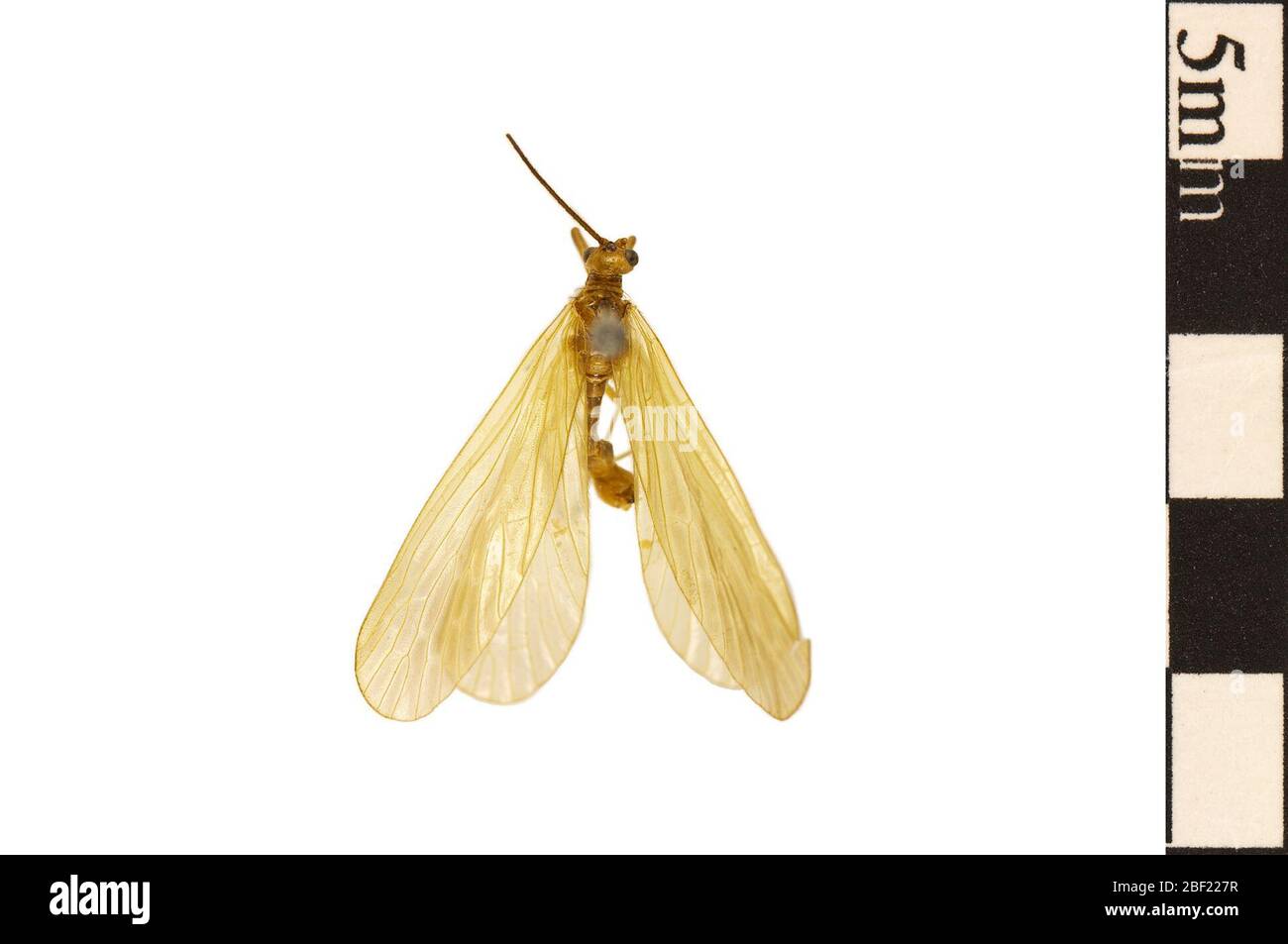 Shortnosed Scorpionfly. This object is part of the Education and Outreach collection, some of which are in the Q?rius science education center and available to see.114 Jan 2020 Stock Photo